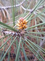 Pinus sabiniana