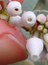 Arctostaphylos viscida ssp. mariposa