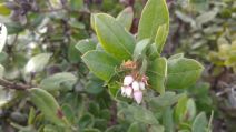 Arctostaphylos tomentosa ssp. bracteosa
