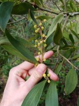 Acacia melanoxylon