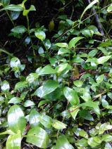 Tradescantia fluminensis
