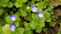 Veronica persica