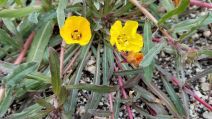 Camissoniopsis ignota