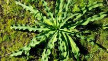 Chlorogalum pomeridianum