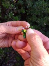 Arctostaphylos sensitiva