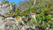 Ribes californicum var. californicum