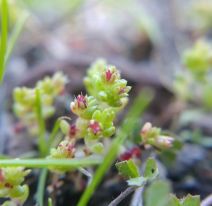 Crassula connata