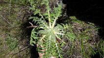 Centaurea calcitrapa