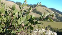 Arctostaphylos montana ssp. montana
