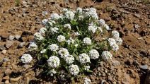 Lobularia maritima