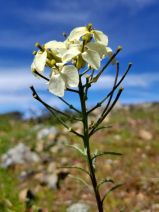 Erysimum franciscanum