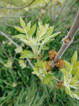 Fraxinus latifolia