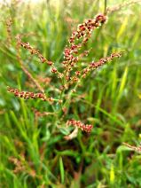 Rumex acetosella