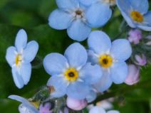 Myosotis latifolia