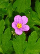 Geranium purpureum