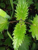 Scrophularia californica ssp. californica