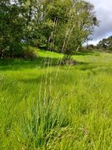 Elymus glaucus