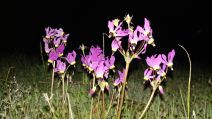 Primula clevelandii var. insularis