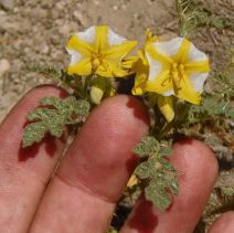 Solanum rostratum