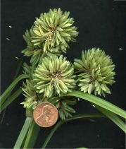Cyperus eragrostis