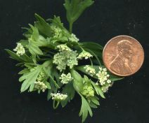 Apium graveolens