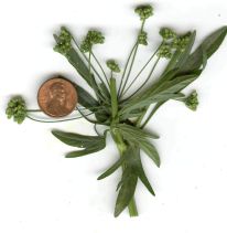Apium graveolens