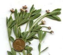 Phyla nodiflora