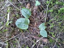 Calypso bulbosa