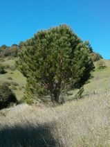 Pinus pinea