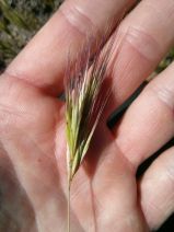 Bromus madritensis ssp. madritensis