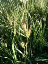 Bromus madritensis ssp. madritensis