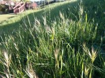 Bromus madritensis ssp. madritensis