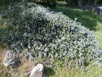 Rosmarinus officinalis