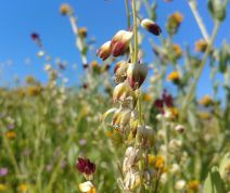 Caulanthus californicus