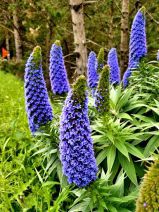 Echium candicans