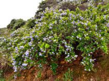 Ceanothus thyrsiflorus var. thyrsiflorus