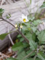 Solanum nigrum