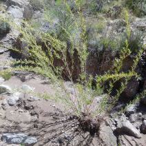 Salix exigua var. exigua