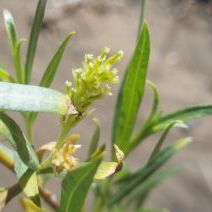 Salix exigua var. exigua