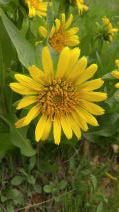 Wyethia glabra