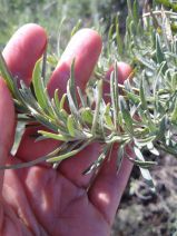 Atriplex canescens