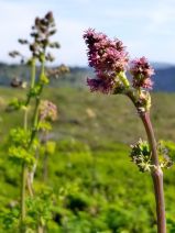 Thalictrum fendleri var. polycarpum