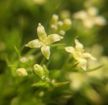 Galium andrewsii