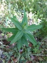 Euphorbia oblongata