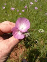 Sidalcea calycosa