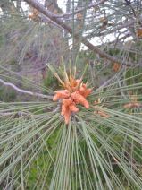 Pinus attenuata