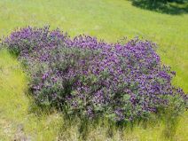 Lavandula stoechas