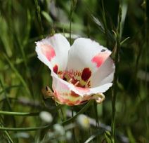 Calochortus venustus