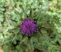 Silybum marianum