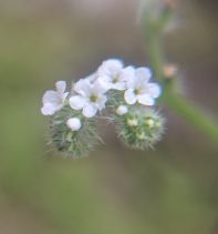Cryptantha muricata